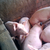 Gestantes con chip_Fuente: PigCHAMP Pro Europa S.L. Gestantes con chip_Fuente: PigCHAMP Pro Europa S.L.